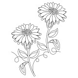 zinnia pano 002